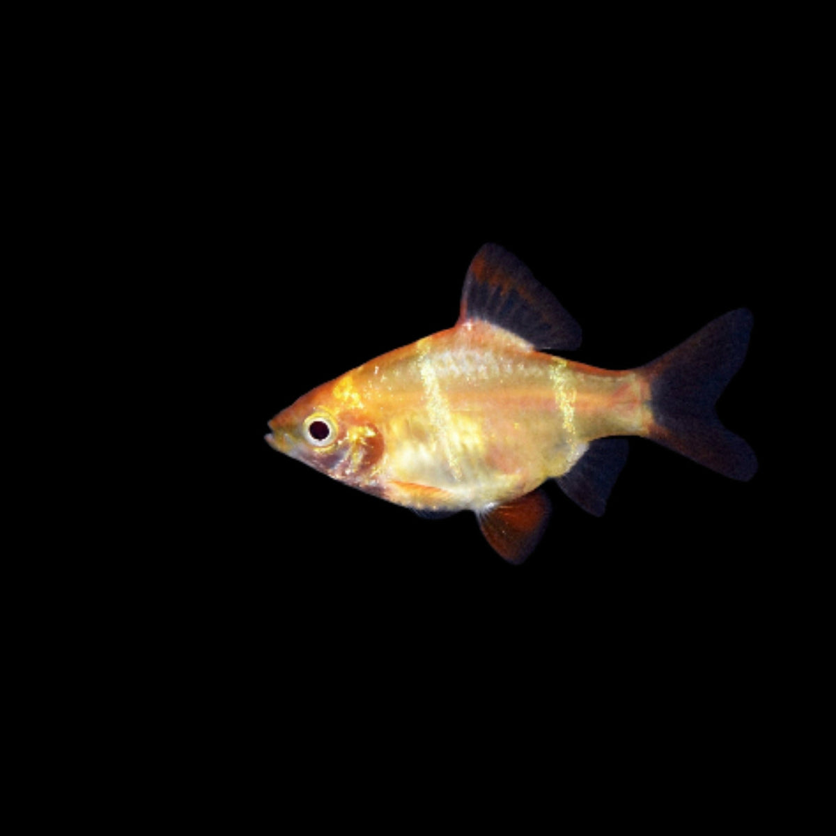 Albino Tiger Barb