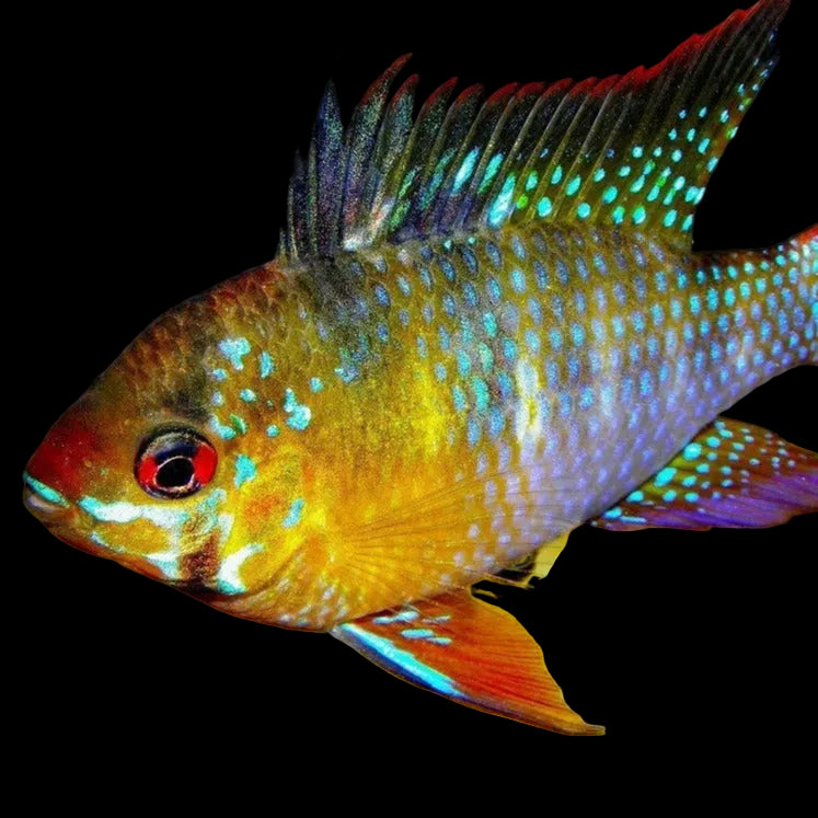 German Blue Ramirezi
