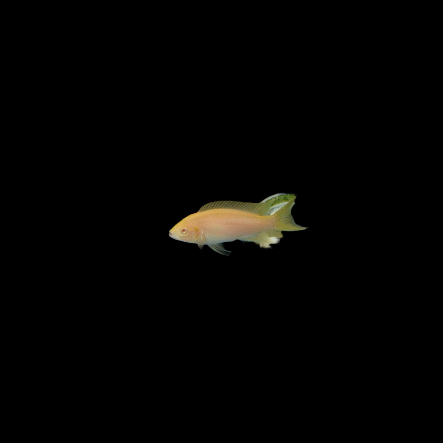 Albino Brichardi / Neolamprologus brichardi