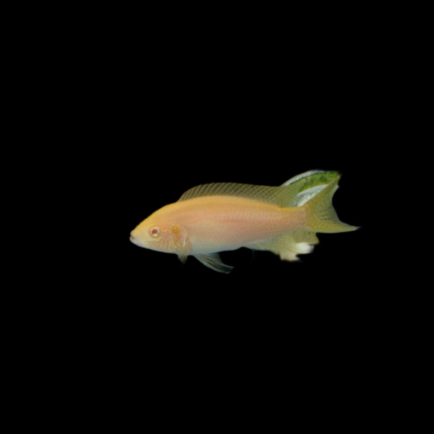 Albino Brichardi / Neolamprologus brichardi