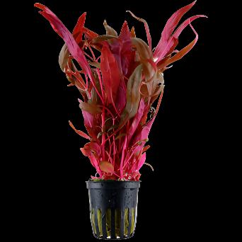 Alternanthera reineckii Ocipus