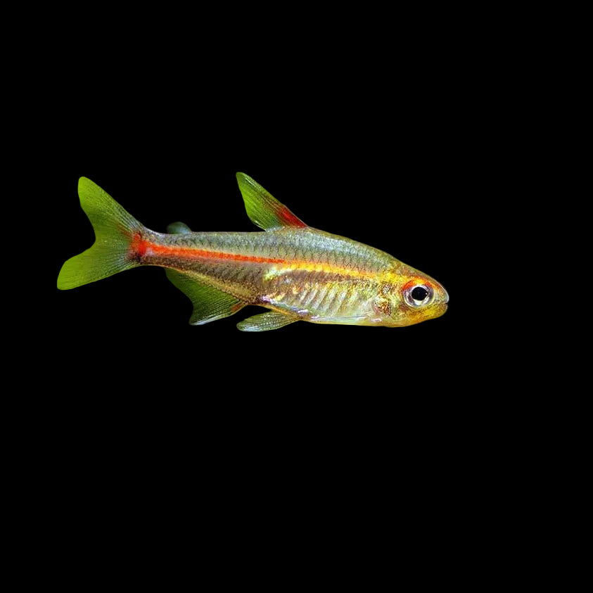 Glowlight Tetra