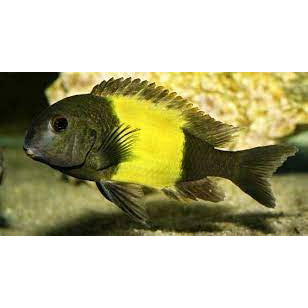 Tropheus Yellow band 2"to3"