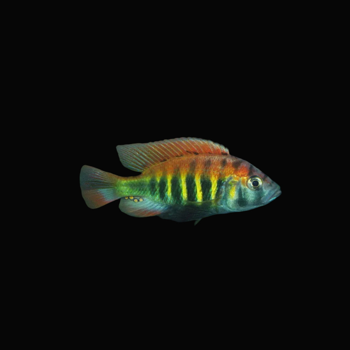 Pundamilia Nyererei Cichlid