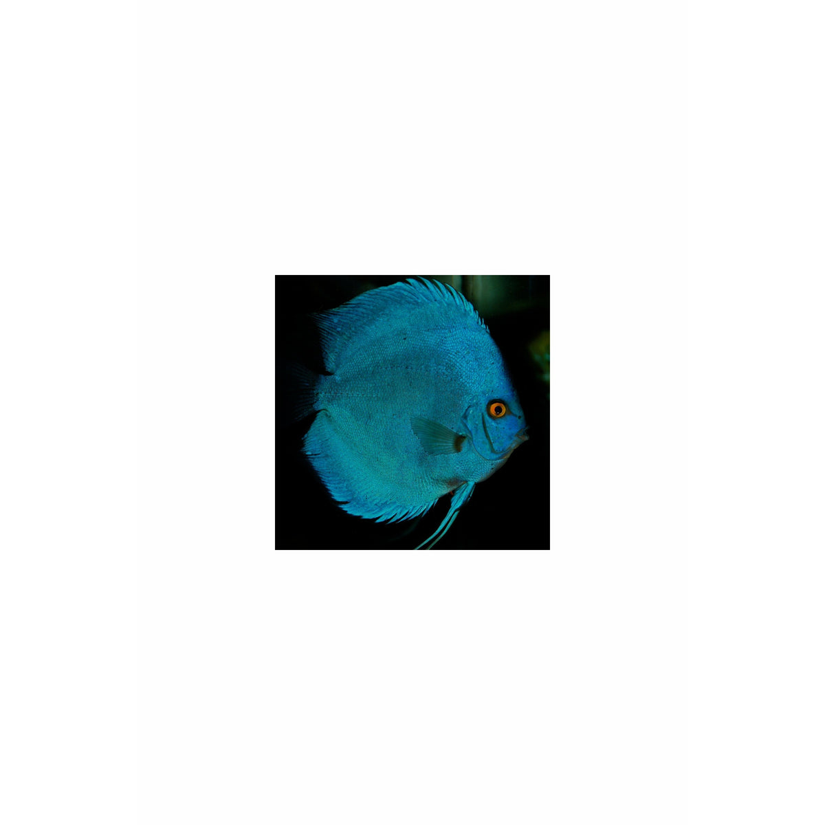 Blue Diamond Discus 3”