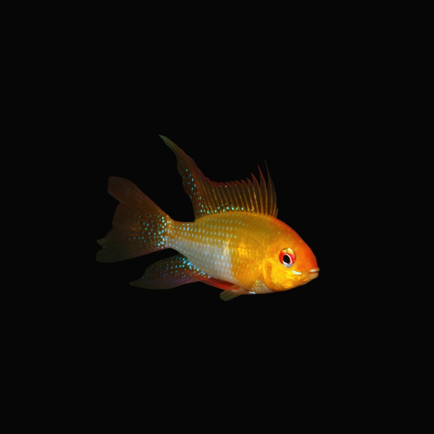 Golden Ramirezi