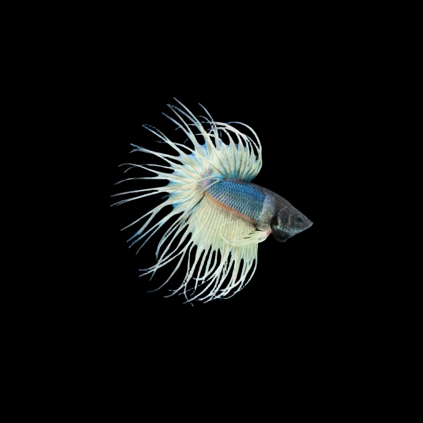 Import Crowntail Betta