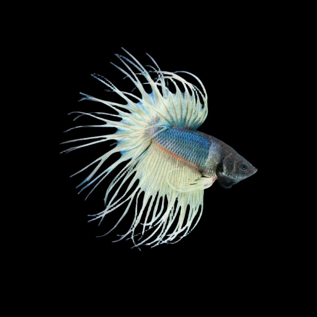 Import Crowntail Betta