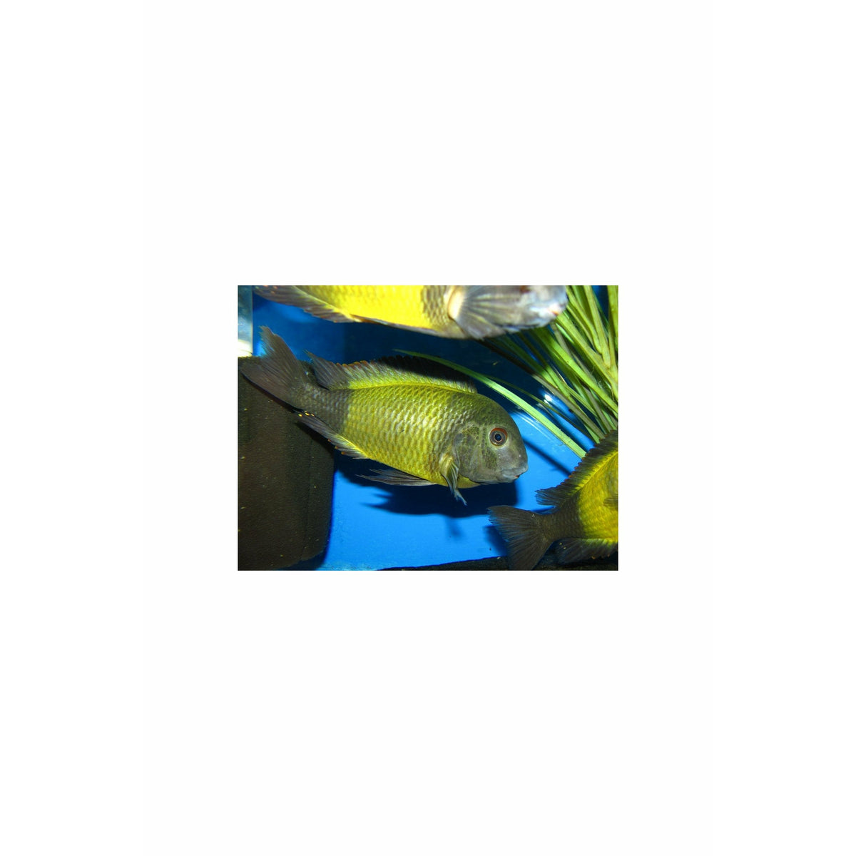 Tropheus ikola kaiser