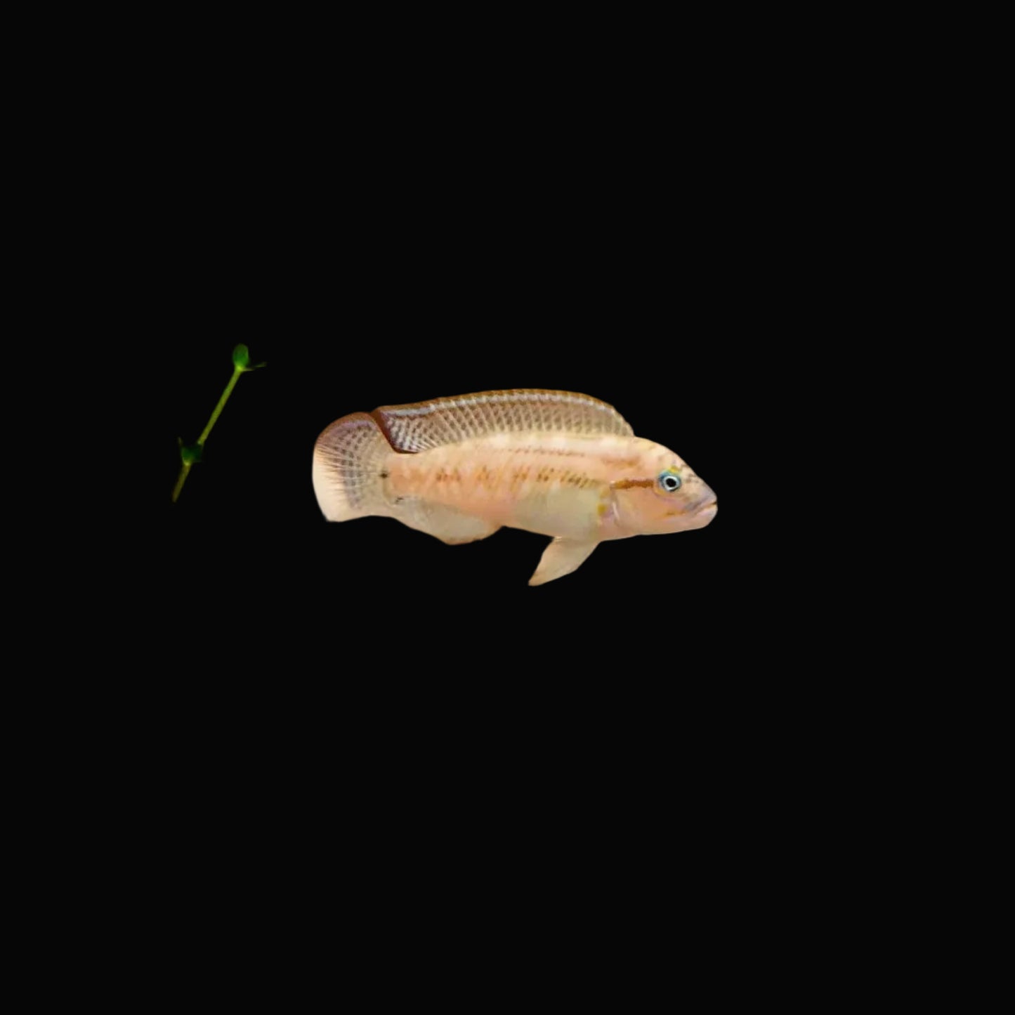 Telmatochromis temporalis Cichlid / Hump Head Cichlid 2"