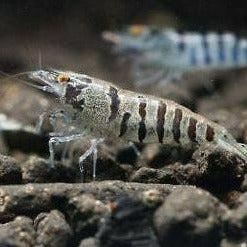 Shrimp Combo 1 - Native Pack - Green, Zebra and Rainbow