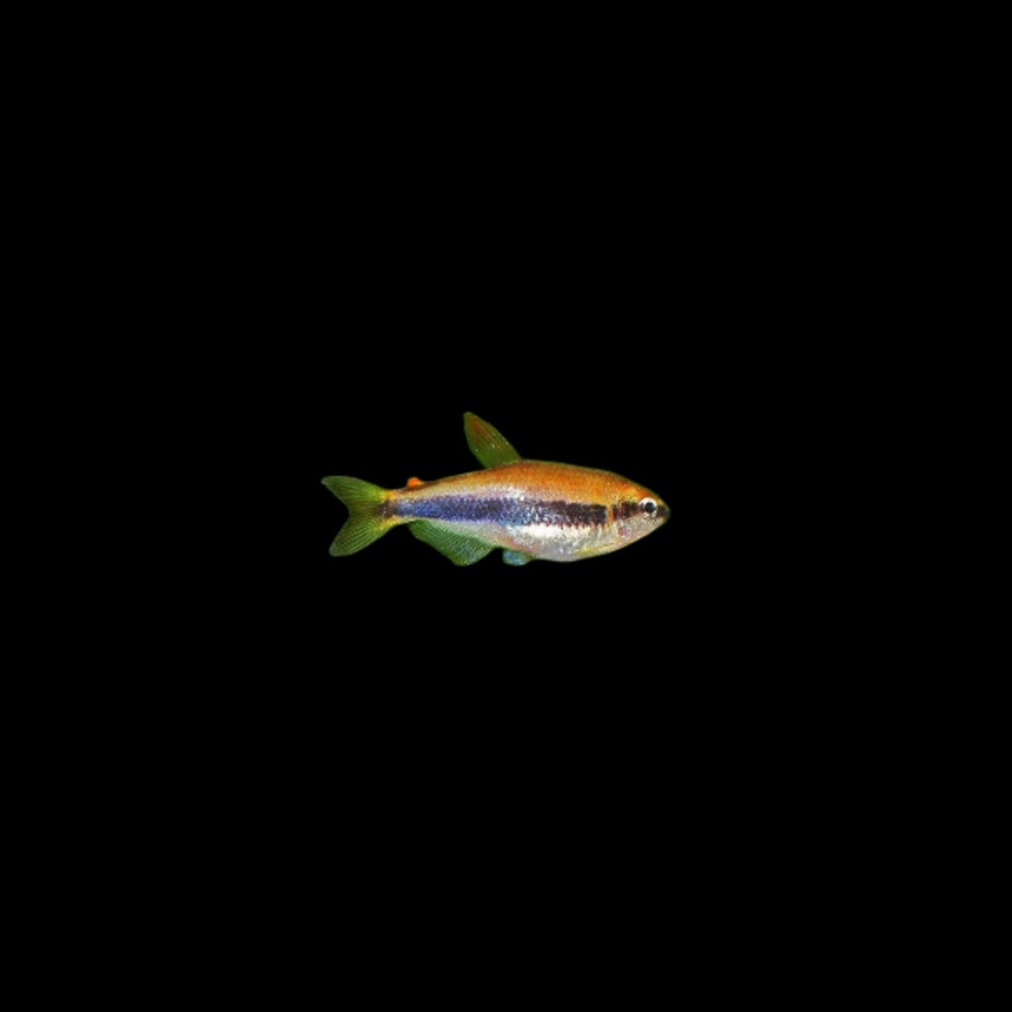 Blue Emperor Tetra