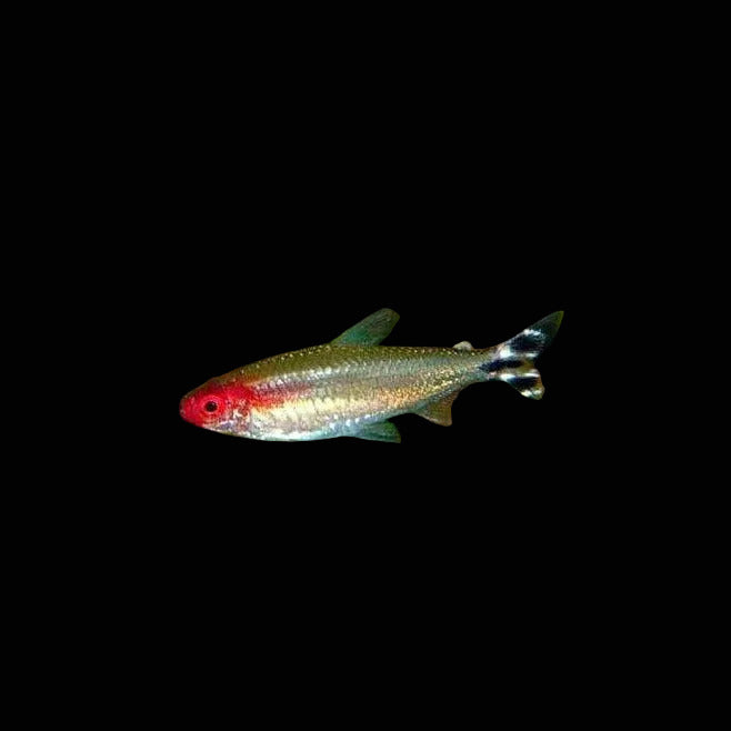Rummynose Tetra