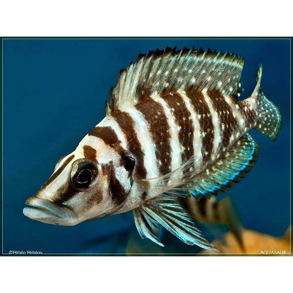 White Calvus 1.75inch