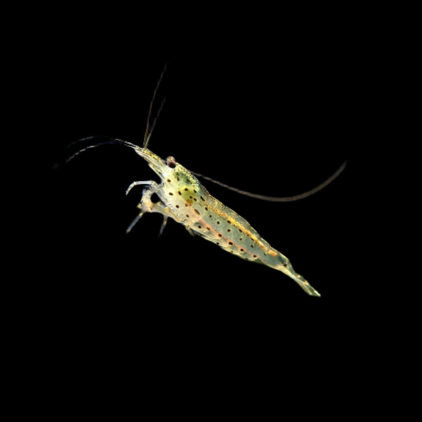 Amano Shrimp Small