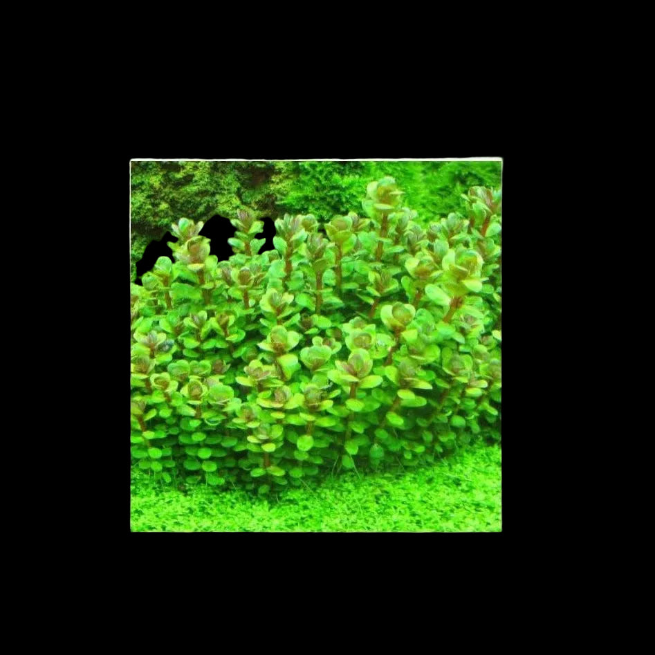 Ammania sp bonsai