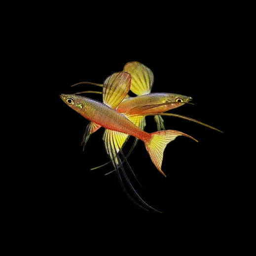 Threadfin Rainbow, 1"