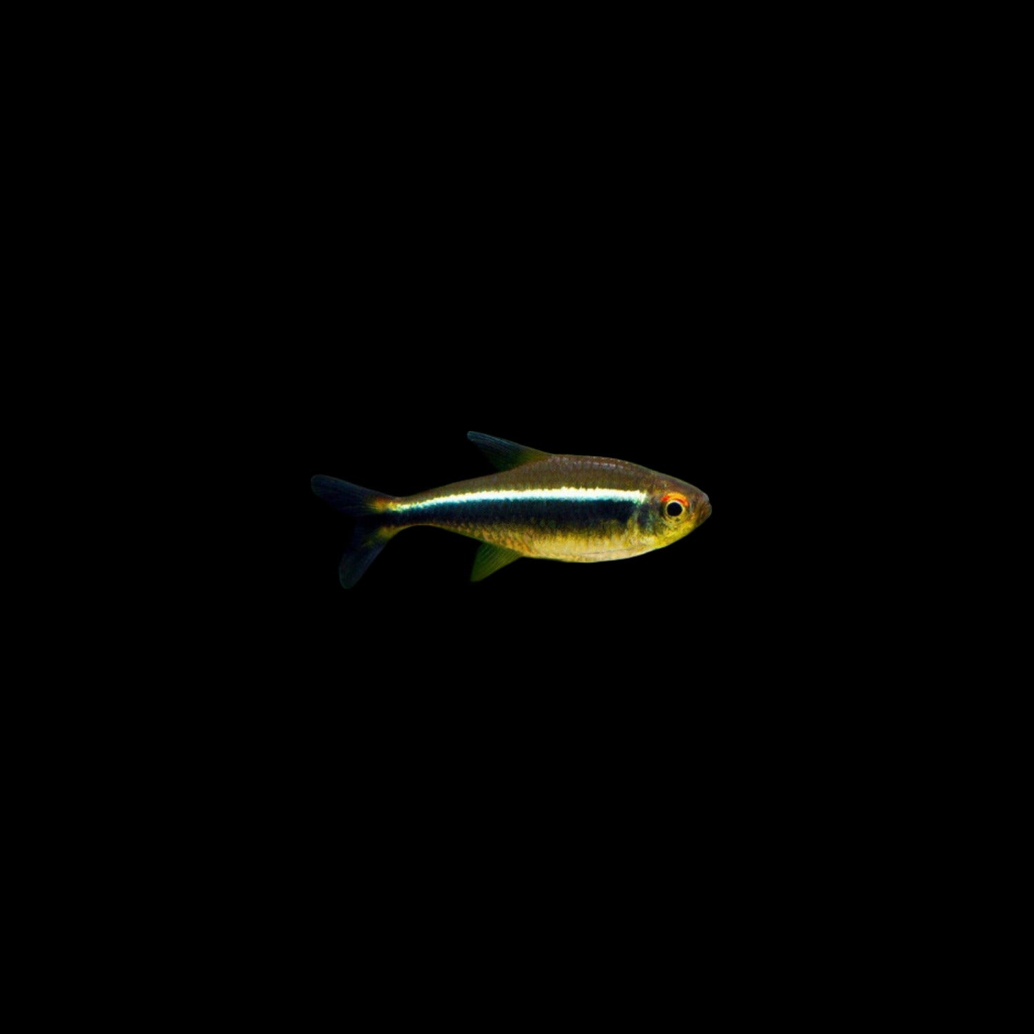 Black Neon Tetra