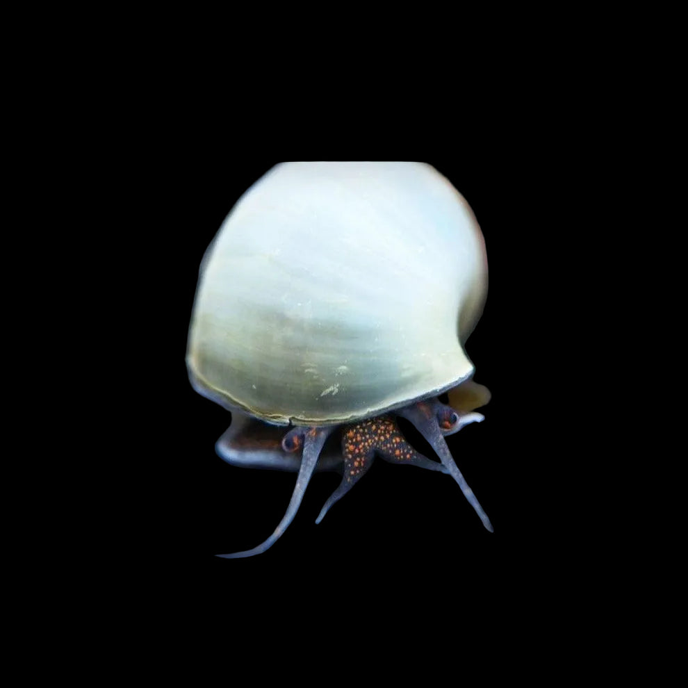 White Wizard Snail / Blue Mystery Snail