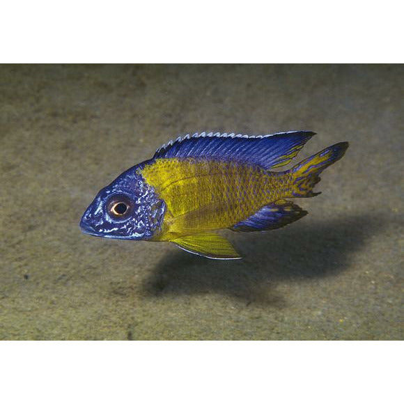 Blue Neon Cichlid 4inch (Import)