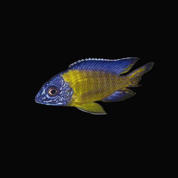 Blue Neon Cichlid 2-2.5inch