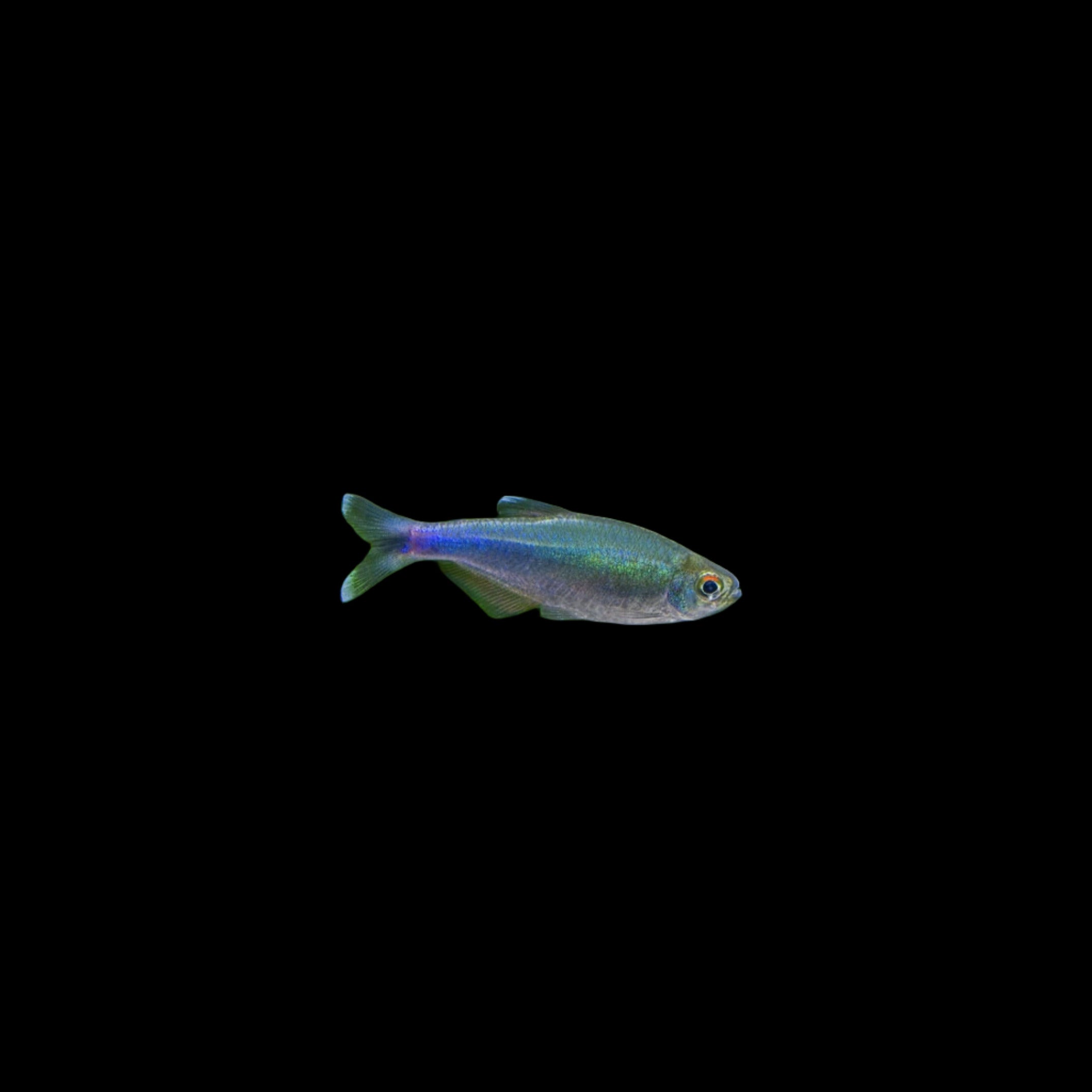 Blue Cochu Tetra