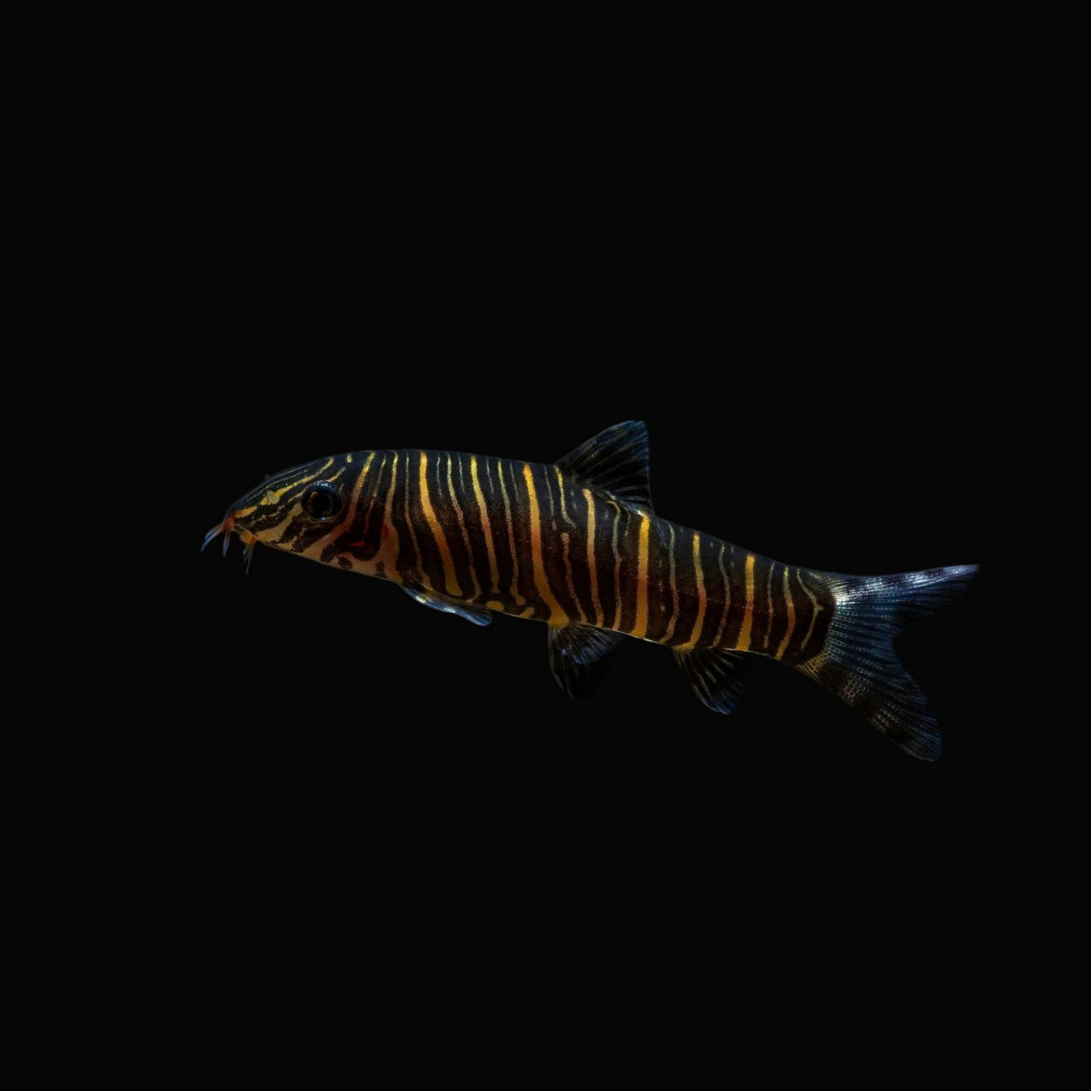 Zebra Loach / Botia striata