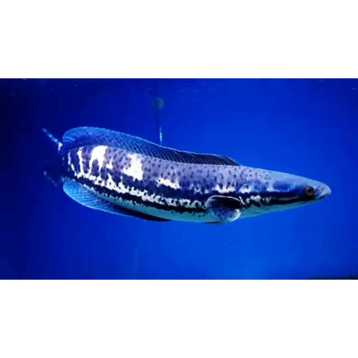 Channa diplogramma / Malabar Snakehead 4inch