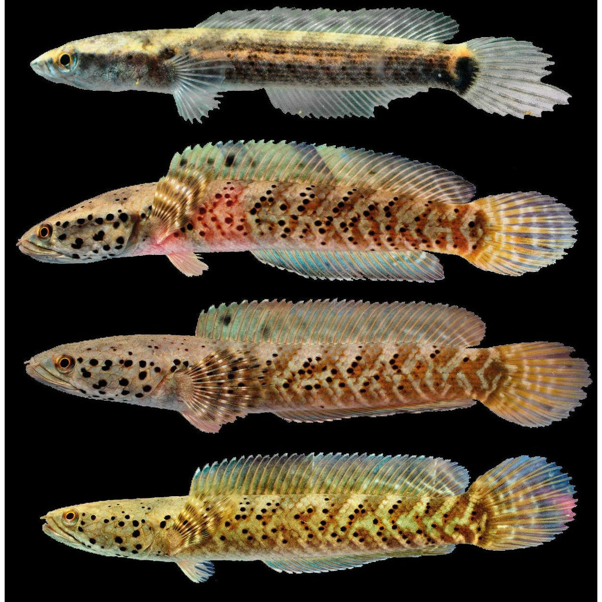 Channa stiktos 4"-5inch