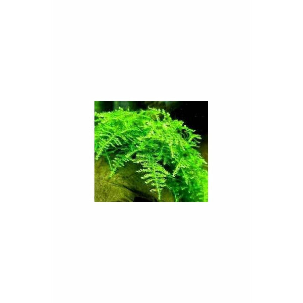 Vesicularia montegni Christmass Moss TC