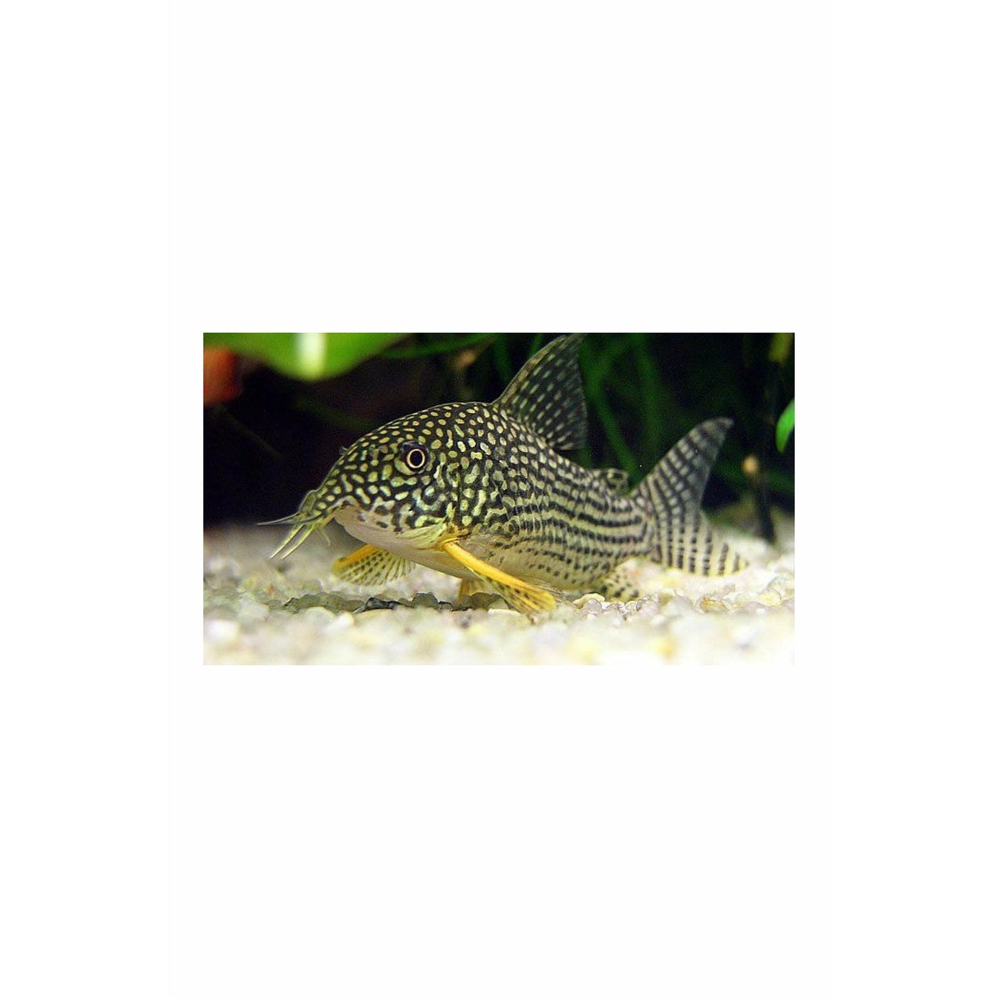 Sterbai Corydoras