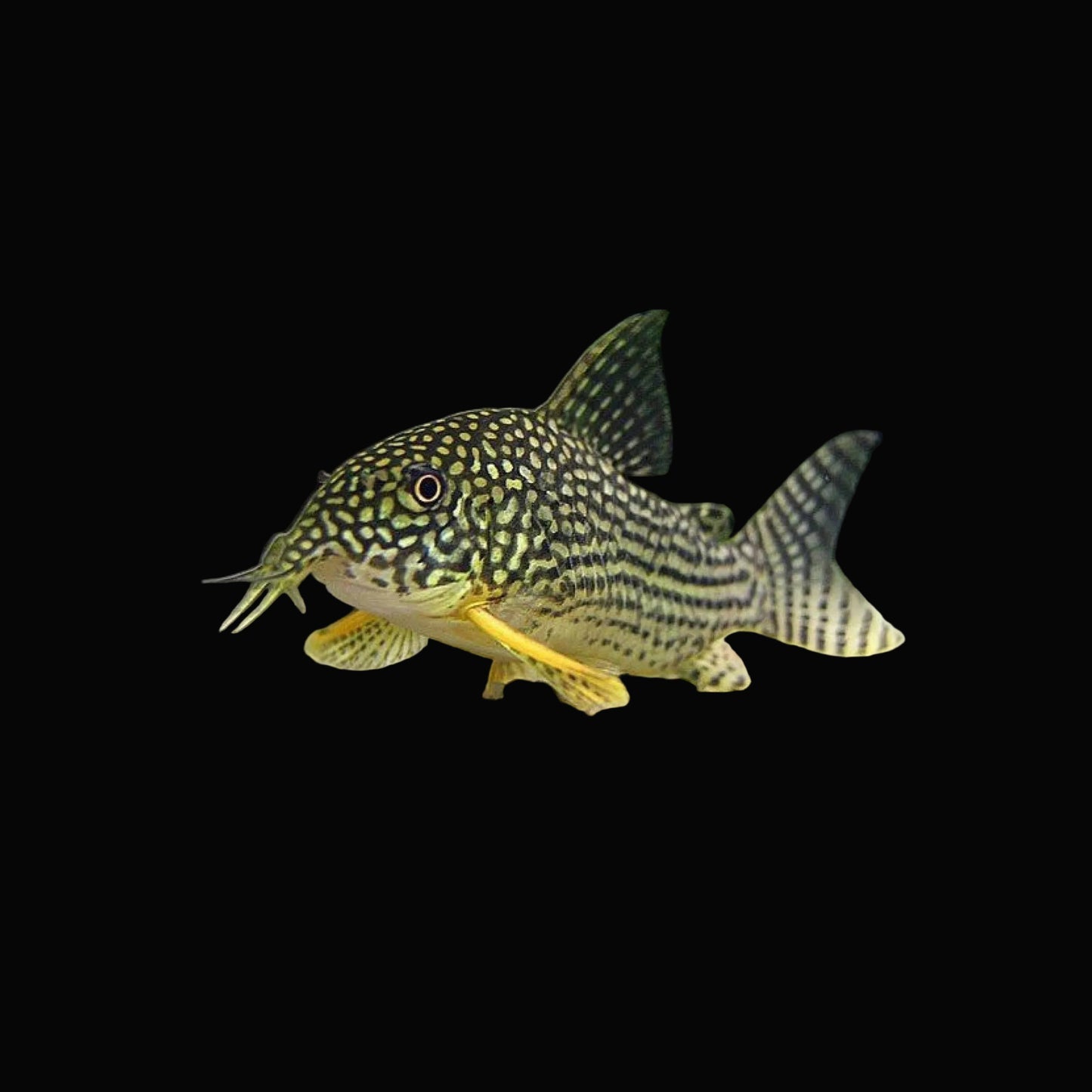 Sterbai Corydoras