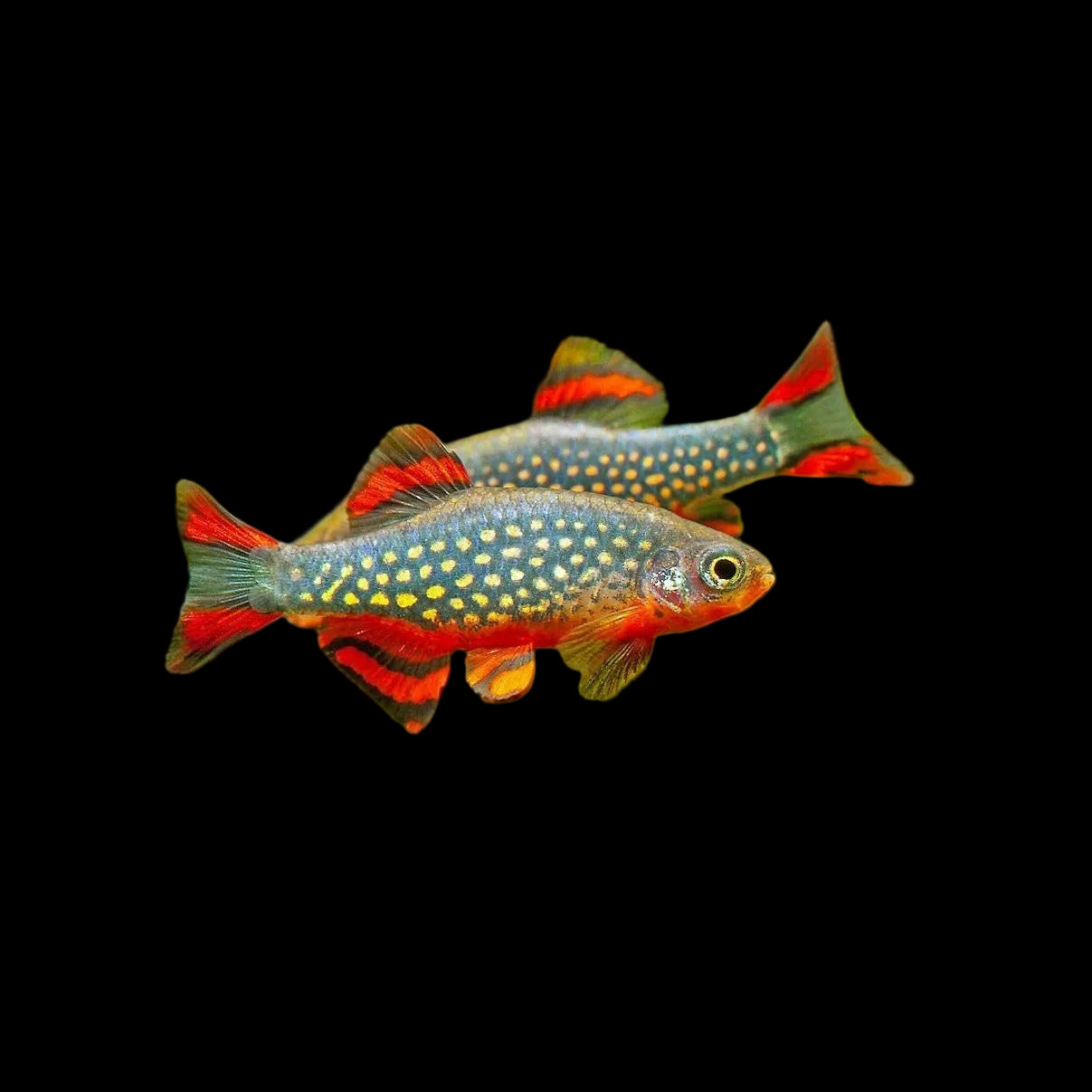 Celestial Pearl Danio (Celestichthys margaritatus)