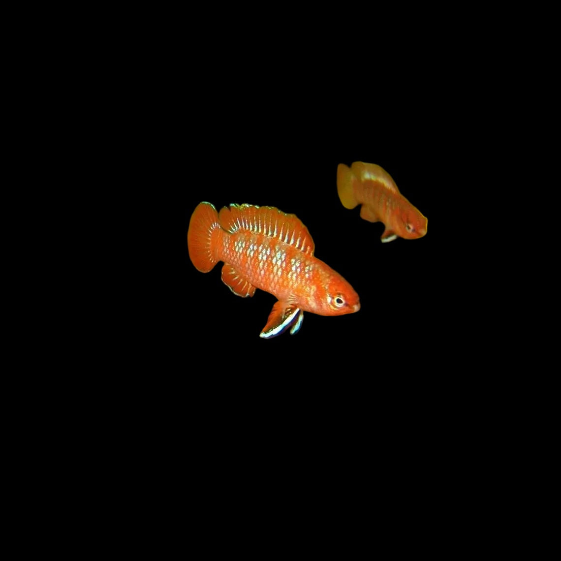 Dario dario / Red Badis