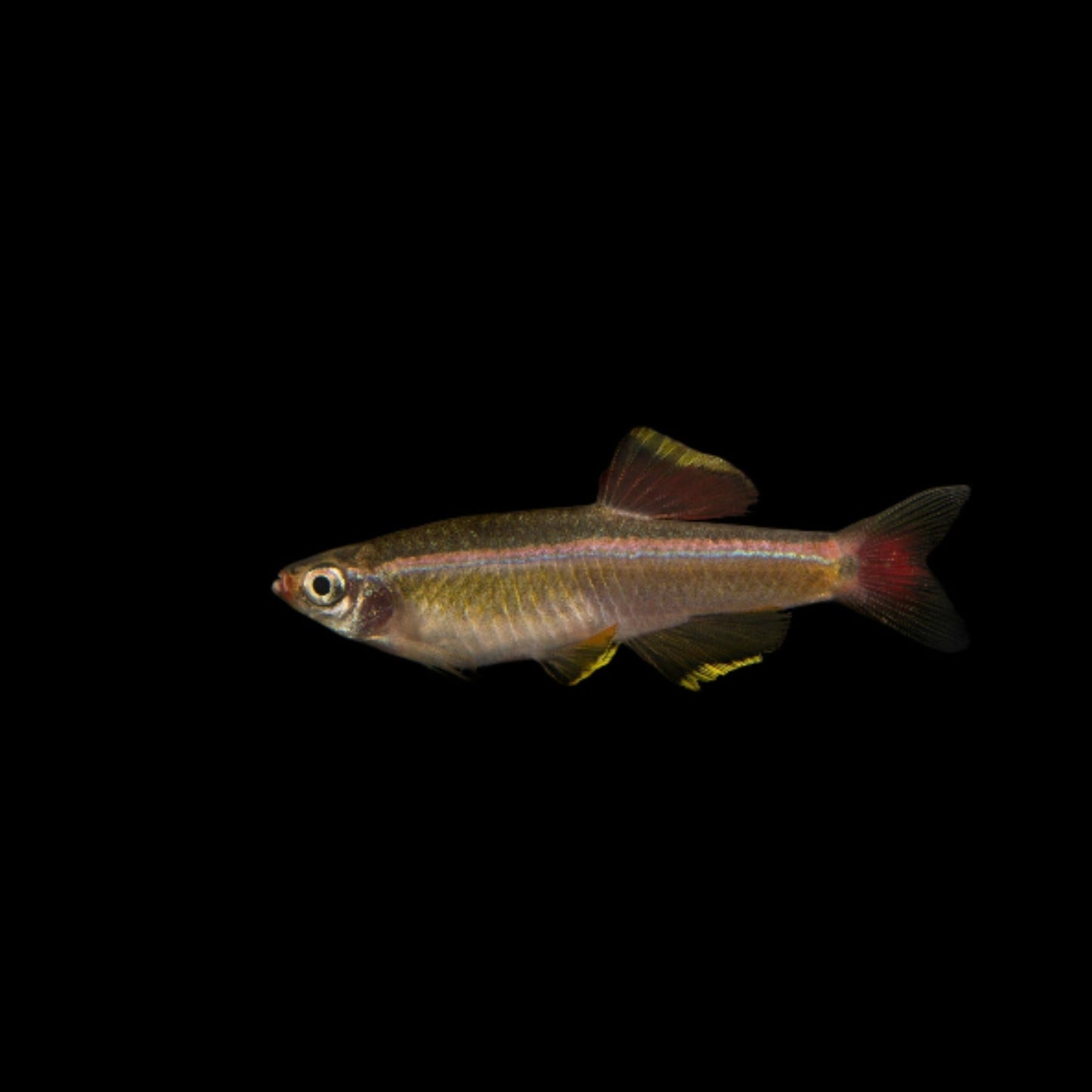 Tanichthys albonubes, White Cloud Mountain Minnow