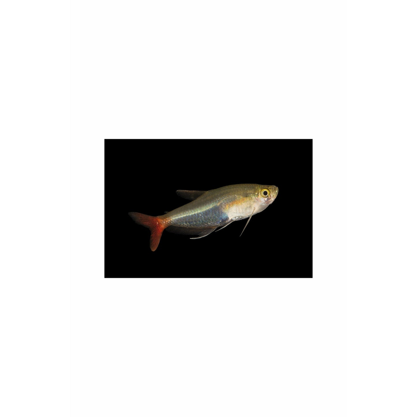 Glass Bloodfin Tetra