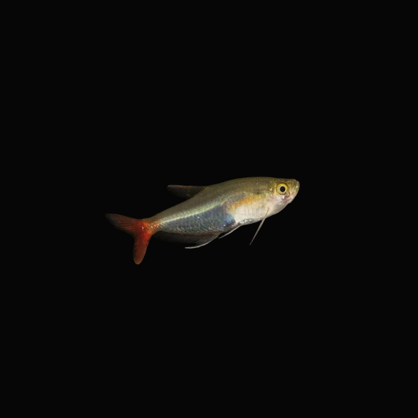 Glass Bloodfin Tetra