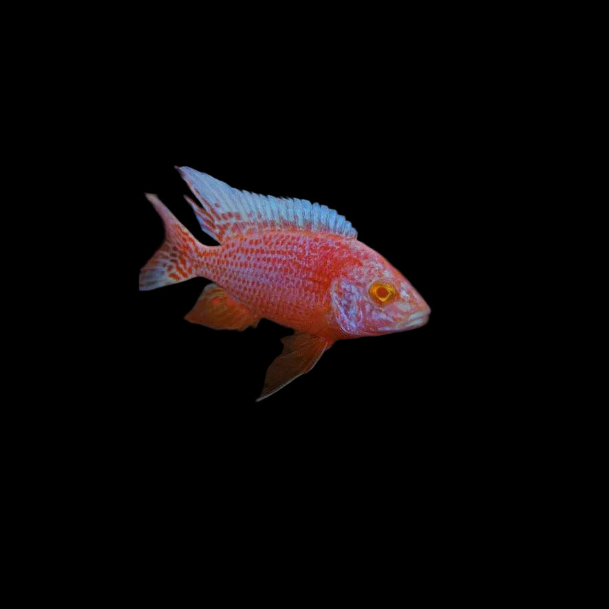 Red eye/ Albino Strawberry Cichlid 2"