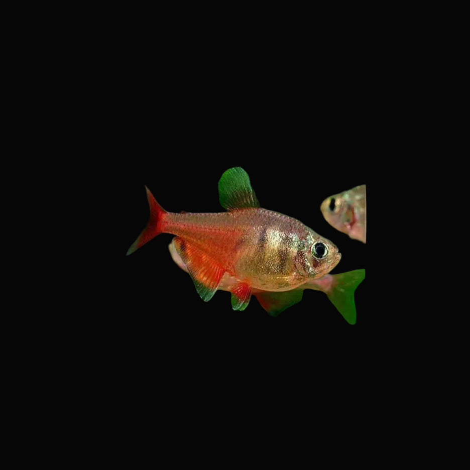 Flame Tetra
