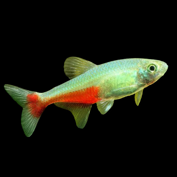 Green Fire Tetra - Best4Pets