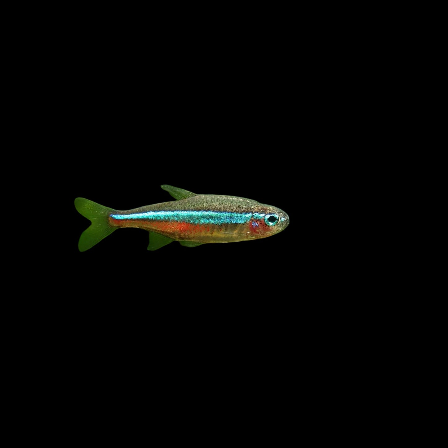 Green Neon Tetra