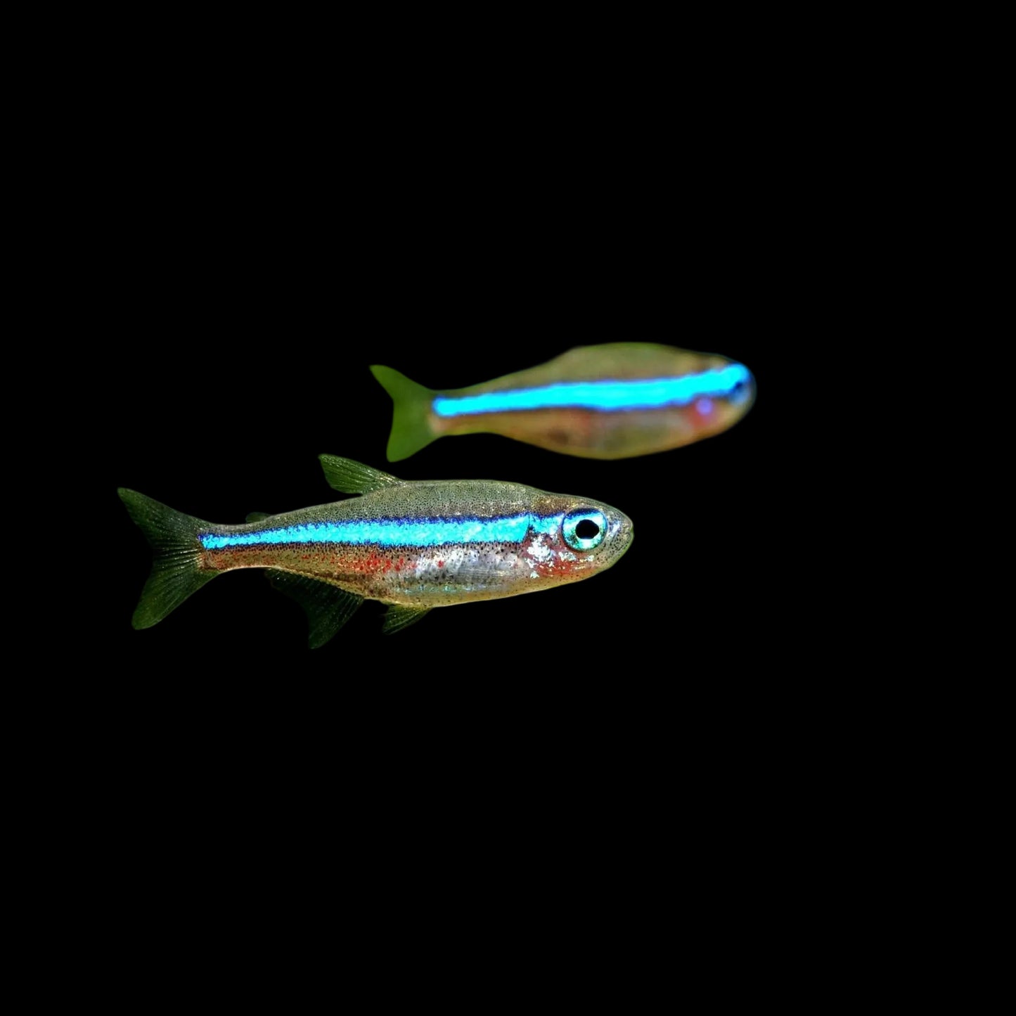 Green Neon Tetra