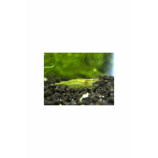 Green Shrimp / Caridina babaulti