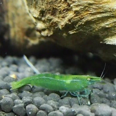 Shrimp Combo 1 - Native Pack - Green, Zebra and Rainbow