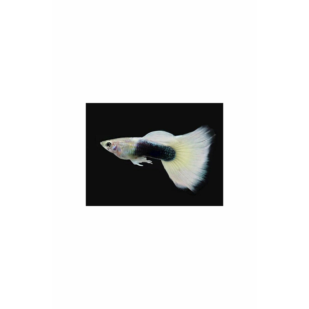 HB White Guppy (Pairs)