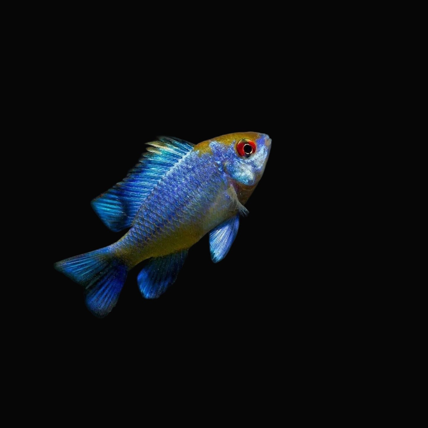 Electric Blue Ramirezi