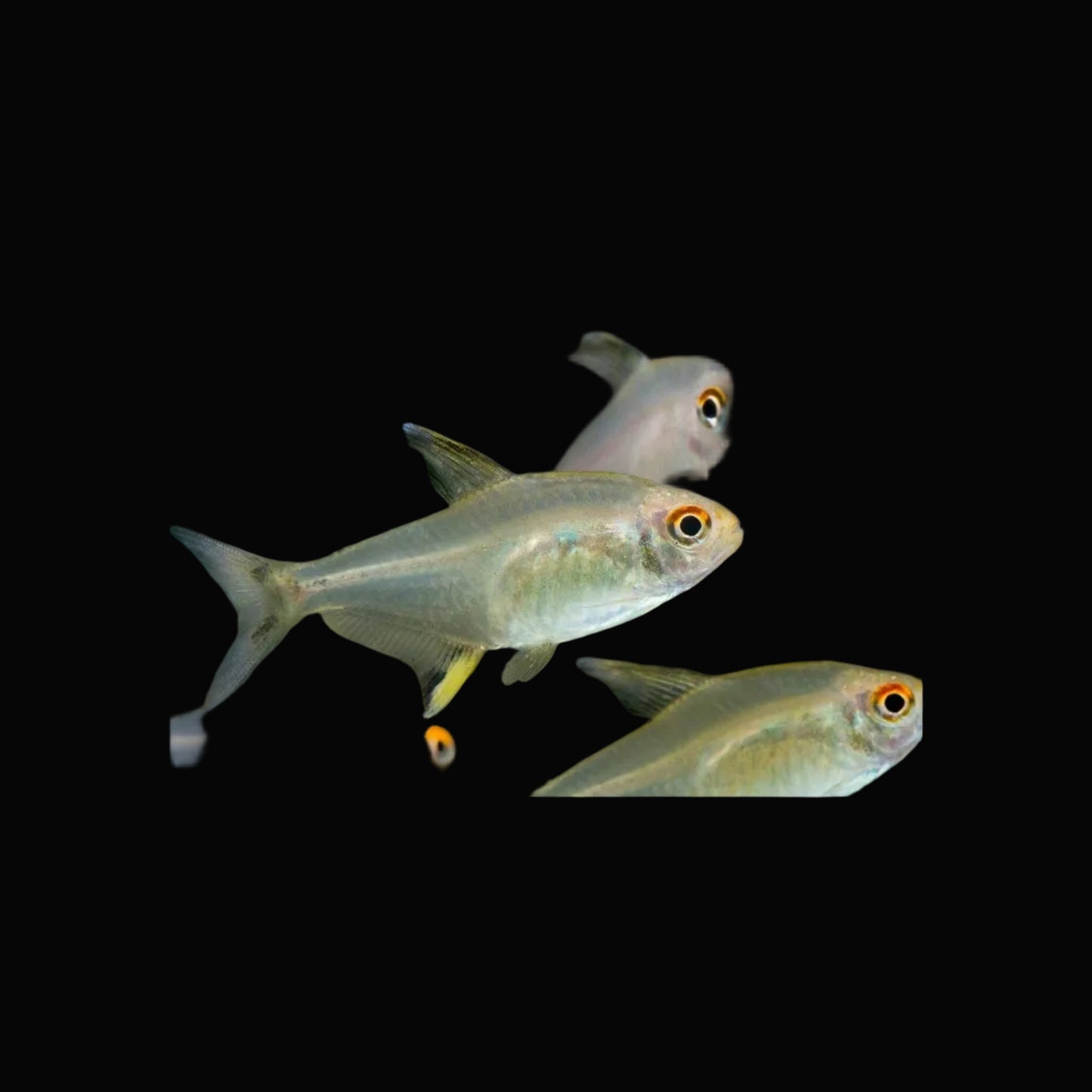 Lemon Tetra / Hyphessobrycon pulchripinnis