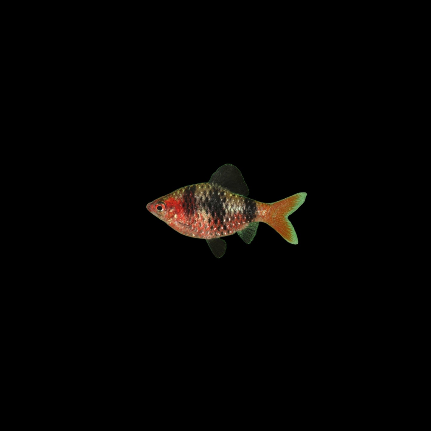 Black Ruby Barb