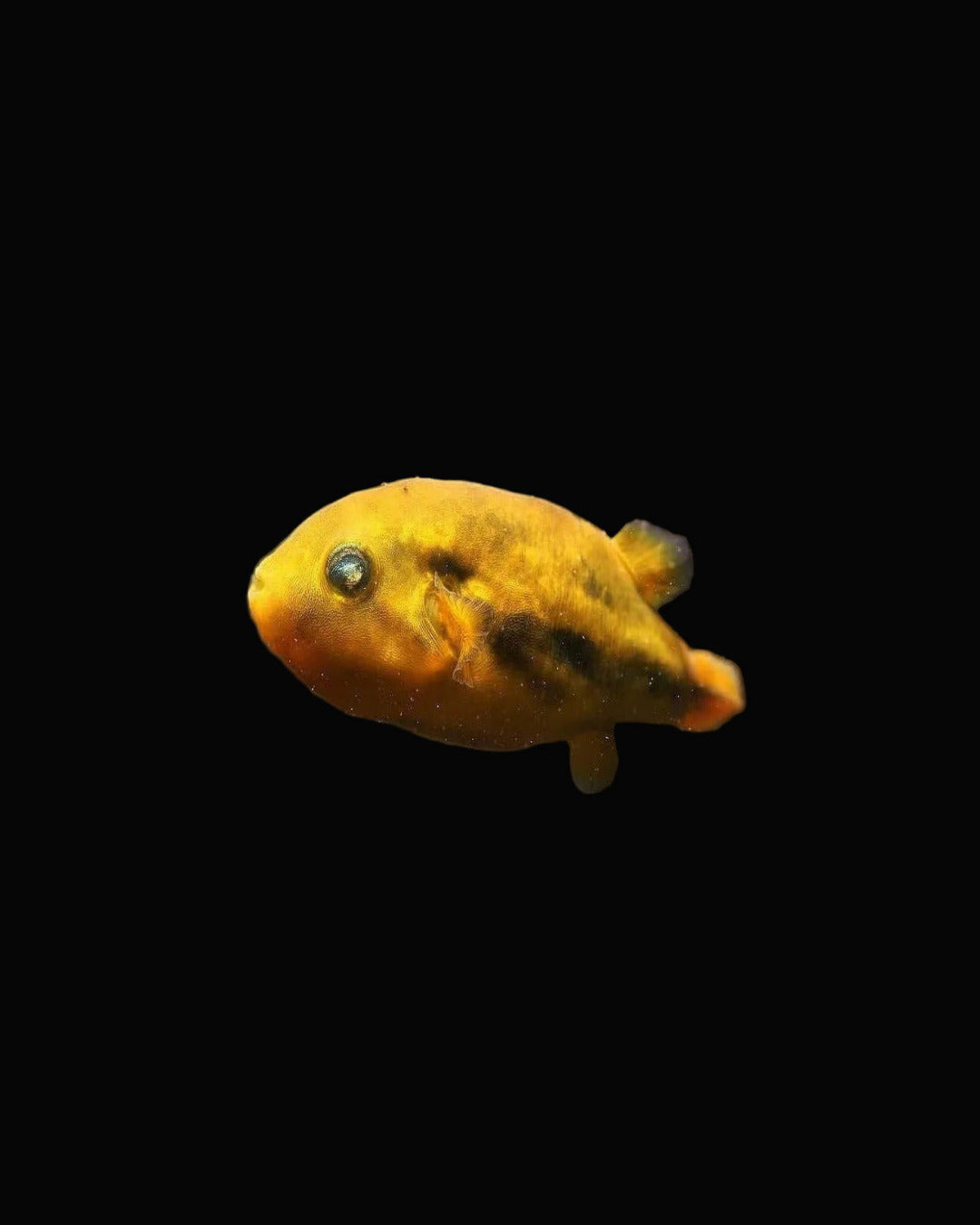 Dwarf Puffer / Carinotetraodon imitator
