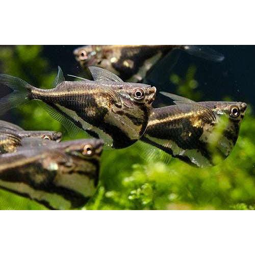 Marble Hatchetfish
